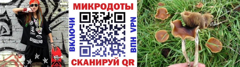 где купить наркоту  Новодвинск  kraken рабочий сайт  Галлюциногенные грибы Cubensis 
